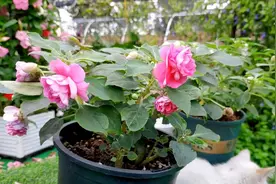 农村常见的“指甲草”，染指甲健康、环保，其实就是凤仙花