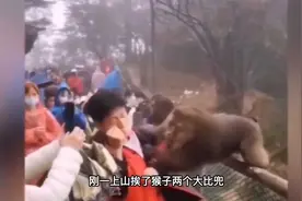 峨眉山上演“人猴大战”，猴王被当场击毙，几百只猴子四处逃窜.视频封面