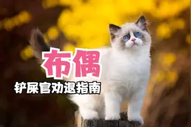 布偶颜值爆表，智商感人？为啥价格这么贵？养了他就像养了条狗？