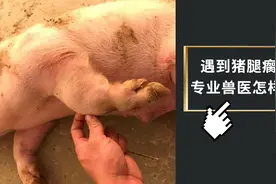 猪腿瘸不敢着地，专业兽医用3个针混合一起，2天解决问题视频封面