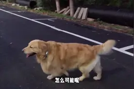 金毛表白粉丝，主人一个计划，金毛不淡定了视频封面