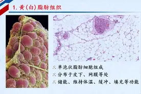 人体组织学：3.3 致密结缔组织、脂肪组织、网状组织