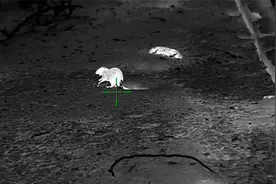 国外狩猎之夜间狩猎老鼠与野兔 这样的我可以打一天视频封面