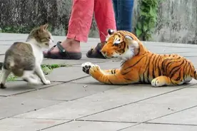 猫咪怕老虎吗？男子用假老虎测试，猫咪的反应太逗了