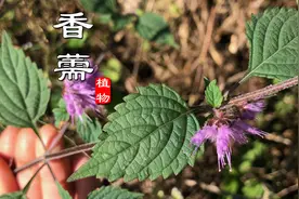 农村这种不起眼小草，原来是中药“香薷”！不认识只以为它是杂草视频封面