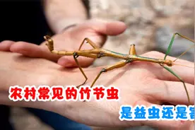农村常见的竹节虫，最长可以长到62厘米，是益虫还是害虫？视频封面