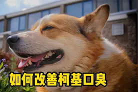 如何改善柯基口臭？