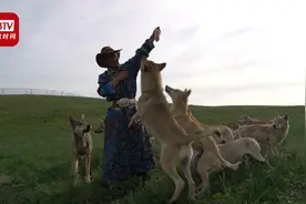 中国版的与狼共舞！内蒙古大叔饲养上百匹野狼 曾钻狼窝与狼玩耍视频封面