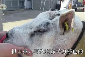 一种古老的英国绵羊，打仗军队都带着，现在美国人最喜欢这种羊