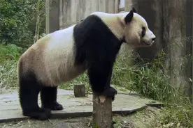 【纪录片】大熊猫在英国-中【1080P】视频封面