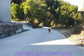 武功山登山口徒步龙山村去萍乡，遇到赖狗挡道，看我怎么收拾它视频封面