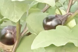 茄子畸形、落花落果严重，影响茄子坐果率的原因有哪些？视频封面