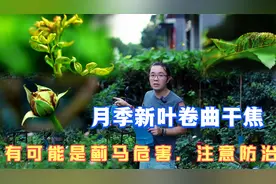 月季新叶新芽卷曲干焦，叶子背面发黑，有可能是蓟马危害注意防治视频封面