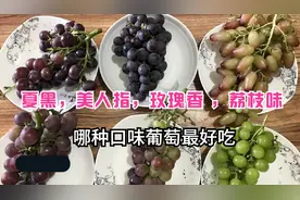 成都本地种植的六种口味葡萄，哪种口味是最受欢迎的，果然没失望视频封面