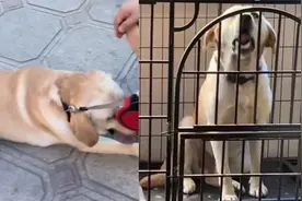 男子遛狗10公里，狗子累的回家狂叫泄愤：气得差点说人话视频封面