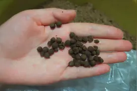 药草成分多结果做出来的水丸成渣渣了，本来十分钟完成做了40分钟视频封面
