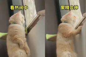 笑翻！猫咪趴窗边目不转睛偷看邻居吵架：让我看看最后到底谁赢视频封面