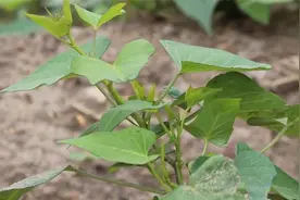 紫薯和红薯简单种植方法，真正看一次就学会的技术，网友：好方法