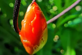 小伙是怎样抛光石头的呢？红色的石头，抛出后价值如何？视频封面