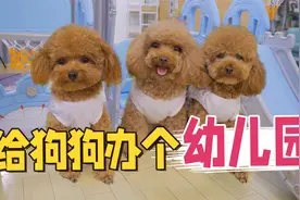 铲屎官打造萌宠幼儿园，3只小泰迪又激动又懵：连狗狗也要上学？视频封面