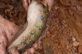 男子开挖机山上挖土，突然挖出一条滑溜溜的鱼，朋友一掏太神奇！视频封面