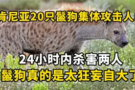 肯尼亚20只鬣狗袭击人类，24小时内杀害两人，鬣狗太狂妄自大了视频封面