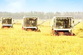 为什么亚洲人以米饭为主食，而米饭在欧美国家却很少有人吃？