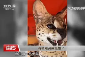 女子把美洲狮当宠物“另类炫富”？可怜薮猫的爪子都被她拔掉！