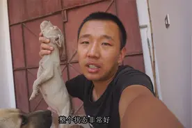 勇战野猪的杜高犬，嘴短、脚大、腿粗、头圆，好狗的眼神你没见过视频封面
