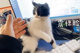 流浪猫回家一个月性格大变，学狗咬人，还专咬女主人的嘴和脸视频封面