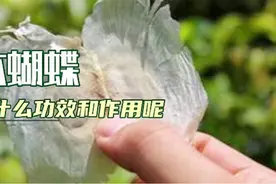 木蝴蝶清喉利咽，舒肝和胃，是治疗慢性咽炎，肝胃气痛的良药视频封面