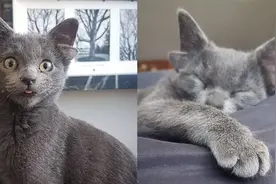 “四耳猕猫”？土耳其一猫咪天生拥有四只耳朵，可爱模样走红全网视频封面