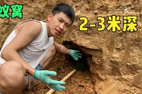 广西小伙建别墅挖地基，发现2米深的蚂蚁巢，用铲挖开一探究竟
