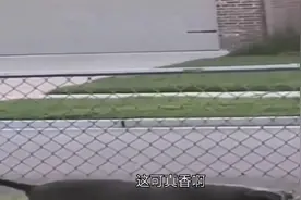 搞笑视频：宝哥，今天我喝了香水，你问问我香不香，这个真香啊。
