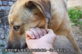 3000买的狗嘴和拳头一样大，和3只看家公狗较量，谁最厉害？