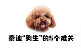 泰迪“狗生”的5个难关，只要躲过，命会更长！视频封面