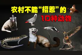 农村常见的10种野生动物，千万不能碰，抓一只就能让你牢底坐穿！视频封面