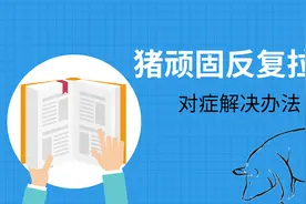 猪反复拉稀，药不能停、料不能加的难题，教你对症解决它视频封面