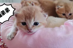 如何辨识猫咪性别？主人教你一招，一眼看出公母视频封面