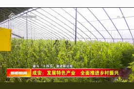 成安：发展特色产业  全面推进乡村振兴视频封面