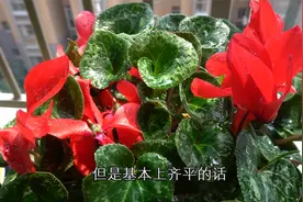 仙客来播种2年开花，这个施肥方法分享给你！视频封面