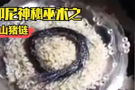 印尼秘术之山猪链，可以刀枪不入，你相信吗？@DOU+小助手视频封面