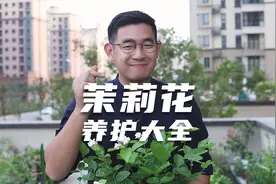 园艺师教你茉莉花怎么养，这可能是关于茉莉花，最全面的教程了视频封面