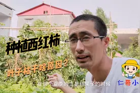 西红柿做果后，主杆和叶子枯干，是啥原因，网友吱吱招！视频封面