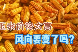 玉米价格太高，“风向”要变？春节后能涨到1.6元吗？听专家咋说视频封面