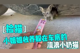 小姐姐收养躲在大车底下的2只流浪狸花猫．用猫条获得信任带回家