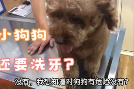 带狗狗去宠物医院打疫苗，花了400多块钱，医生这么说吓坏主人！