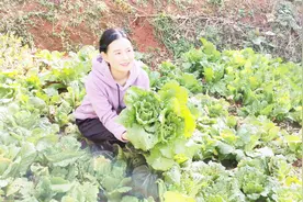 云南昆明自家地里大白菜长满了小虫子，我最爱吃，你们给会吃呢！视频封面