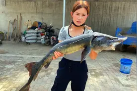 600元买回20多斤重鲟鱼，用柴火锅炖满满一锅，好吃到骨头都不剩