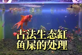 鱼屎怎么清理？牛叉的鱼缸不处理，古法生态缸鱼粪便清除原理方法视频封面